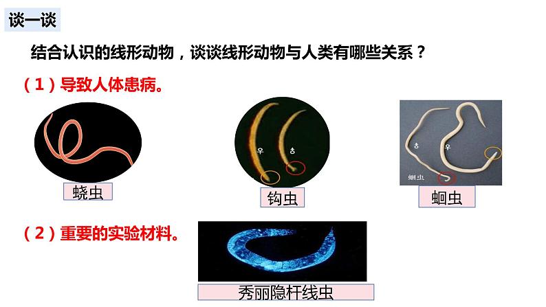 5.1.2 线形动物和环节动物第6页