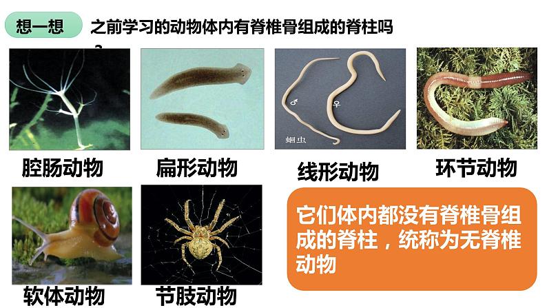 5.1.4 鱼第4页