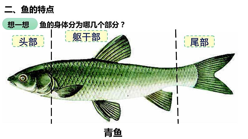 5.1.4 鱼第7页