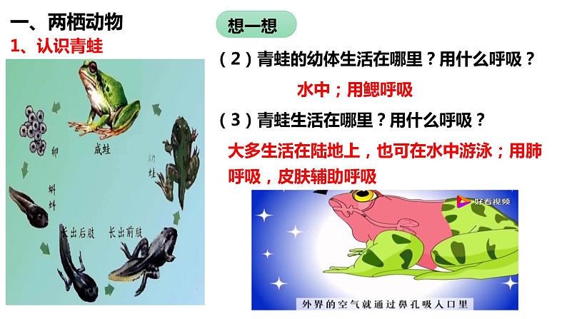 5.1.5 两栖动物和爬行动物第4页