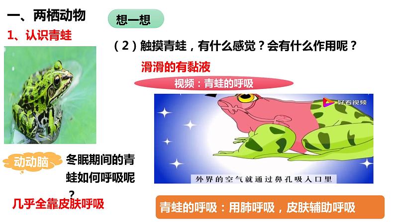 5.1.5 两栖动物和爬行动物第7页