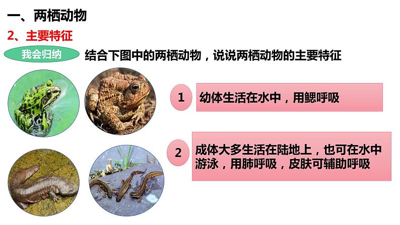 5.1.5 两栖动物和爬行动物第8页