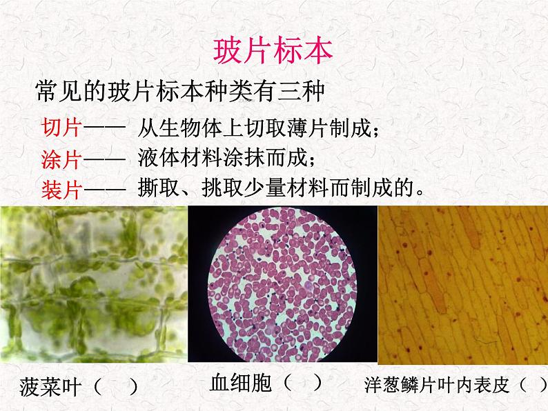 人教版七年级上册生物学--2.1.2植物细胞(课件)03