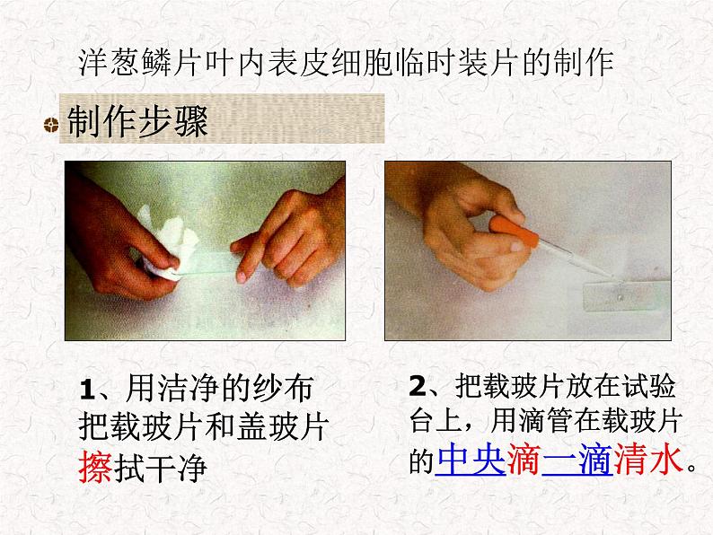 人教版七年级上册生物学--2.1.2植物细胞(课件)05