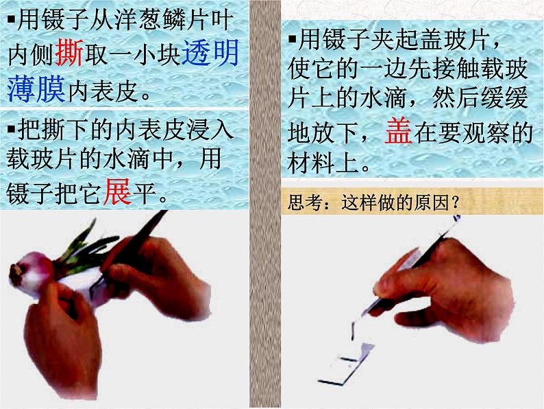 人教版七年级上册生物学--2.1.2植物细胞(课件)06