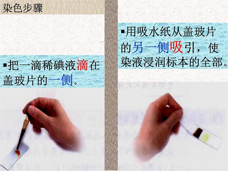 人教版七年级上册生物学--2.1.2植物细胞(课件)07