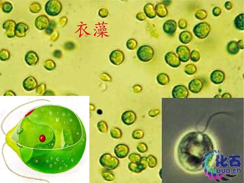 人教版七年级上册生物学--3.1.1藻类、苔藓和蕨类植物(课件) (2)07