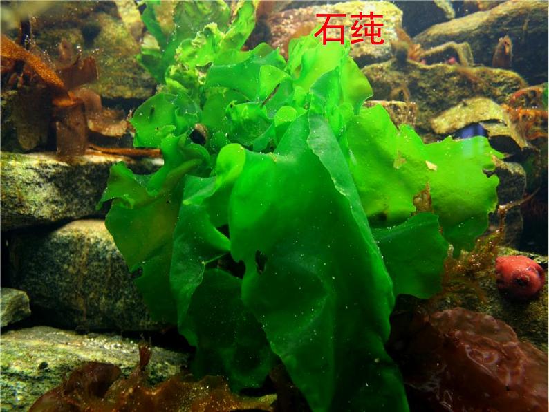 人教版七年级上册生物学--3.1.1藻类、苔藓和蕨类植物(课件) (2)08