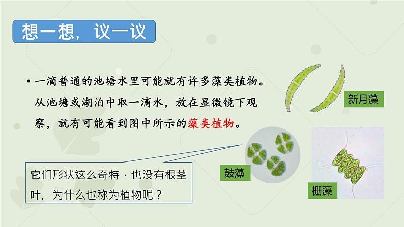 人教版七年级上册生物学--3.1.1藻类、苔藓和蕨类植物(课件)05
