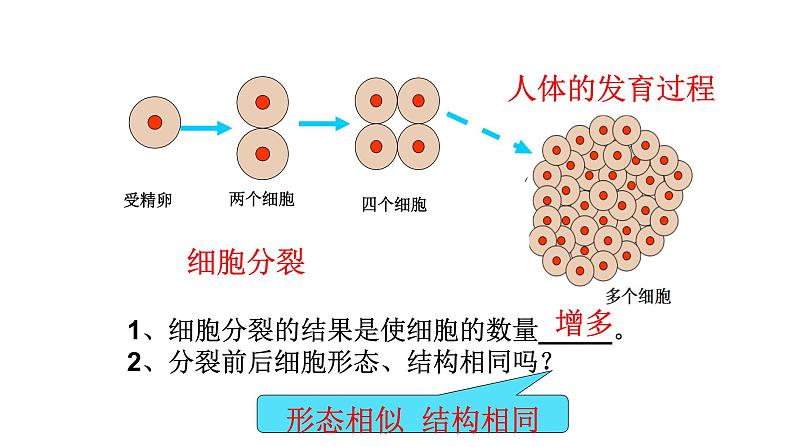 人教版七年级上册生物学--第二单元第二章2.2.2动物体的结构层次 课件06