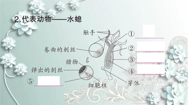 人教版生物八年级上册 第一节 腔肠动物和扁形动物 课件03