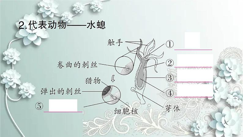 人教版生物八年级上册 第一节 腔肠动物和扁形动物 课件03