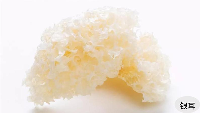 人教版生物八年级上册 第三节 真菌 课件第5页
