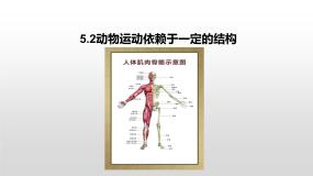 苏教版八年级上册第二节 动物的运动依赖于一定的结构教学课件ppt
