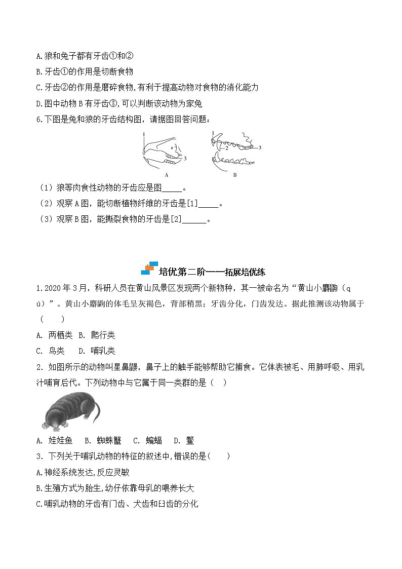 【培優(yōu)分級(jí)練】人教版生物八年級(jí)上冊(cè) 5.1.7《哺乳動(dòng)物》同步分級(jí)練（原卷版）第3頁(yè)