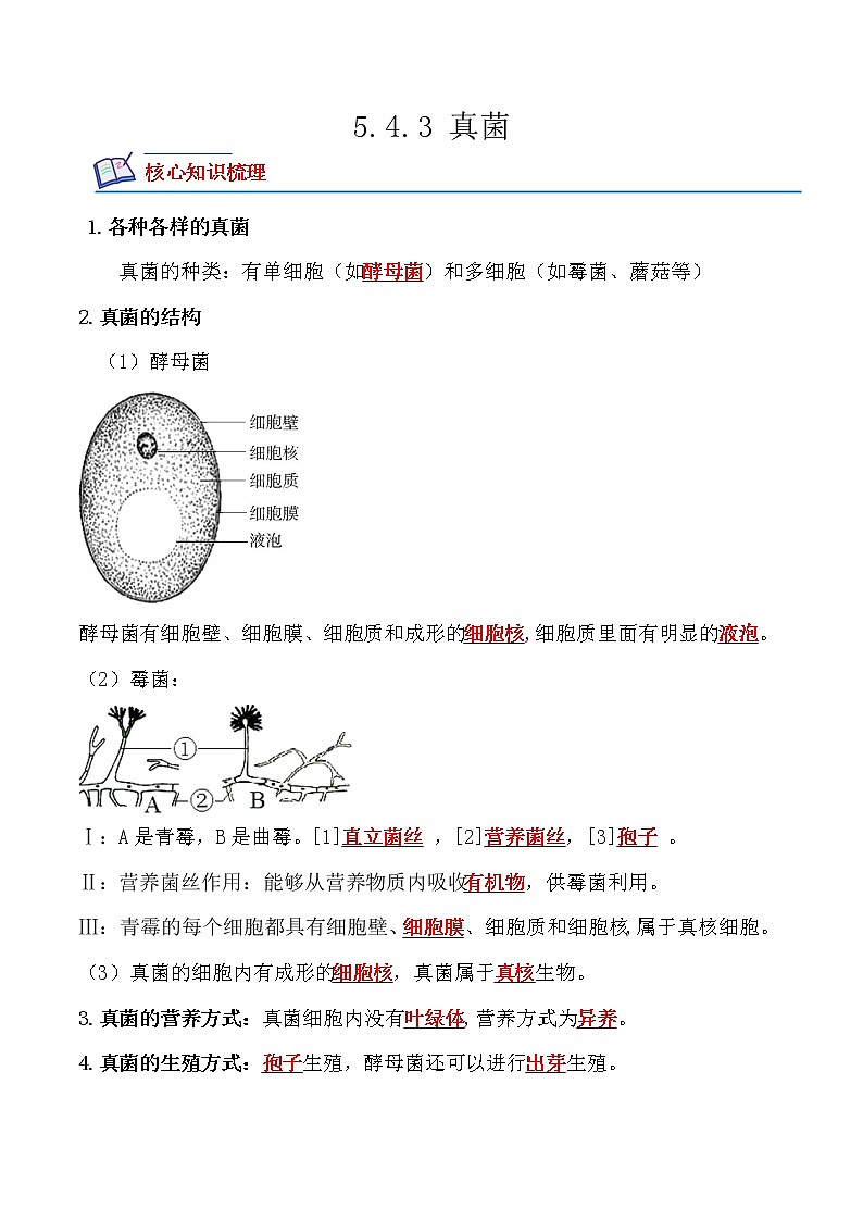 【培优分级练】人教版生物八年级上册 5.4.3《真菌》同步分级练(含解析)01