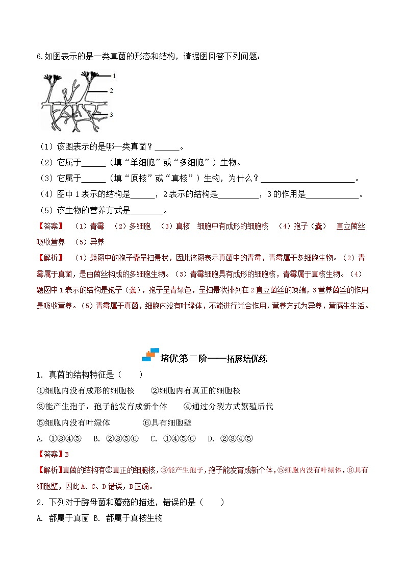 【培优分级练】人教版生物八年级上册 5.4.3《真菌》同步分级练(含解析)03