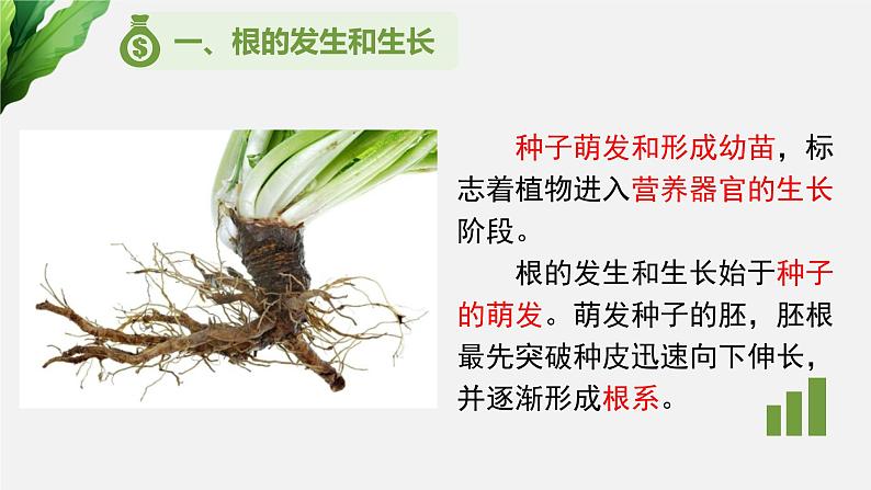 (中考复习课件)植物的生长第3页