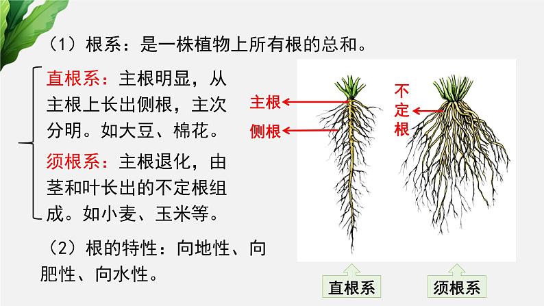 (中考复习课件)植物的生长第4页