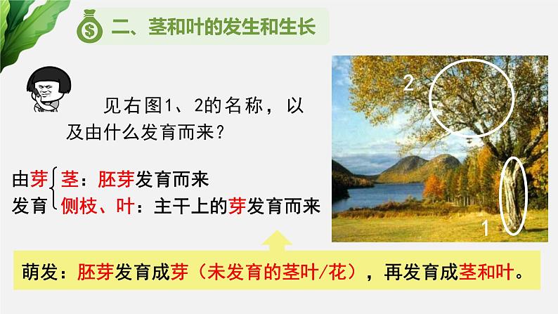 (中考复习课件)植物的生长第5页