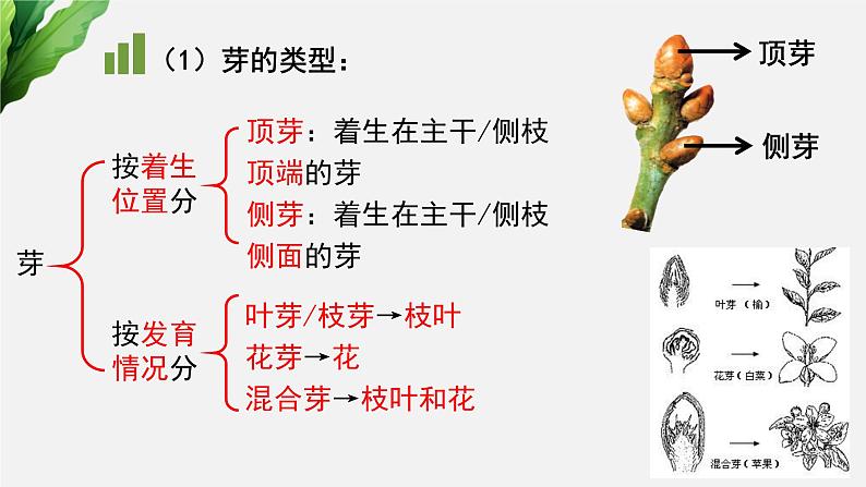 (中考复习课件)植物的生长第6页