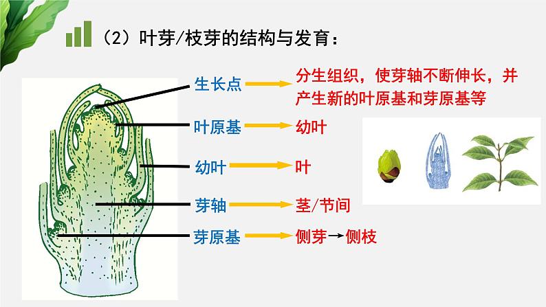 (中考复习课件)植物的生长第7页