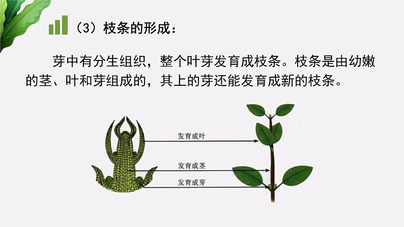 (中考复习课件)植物的生长第8页