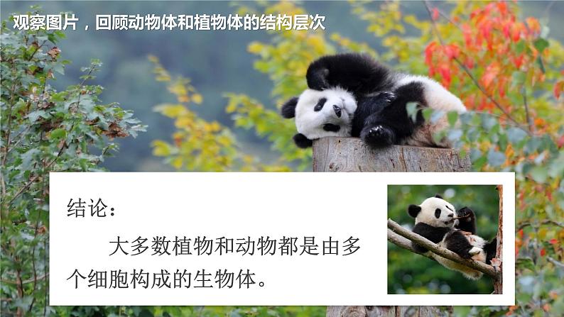 七年级生物 4单细胞生物第1页