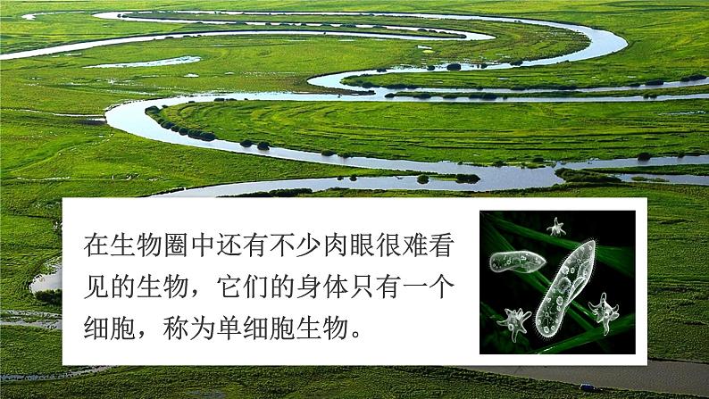 七年级生物 4单细胞生物第2页