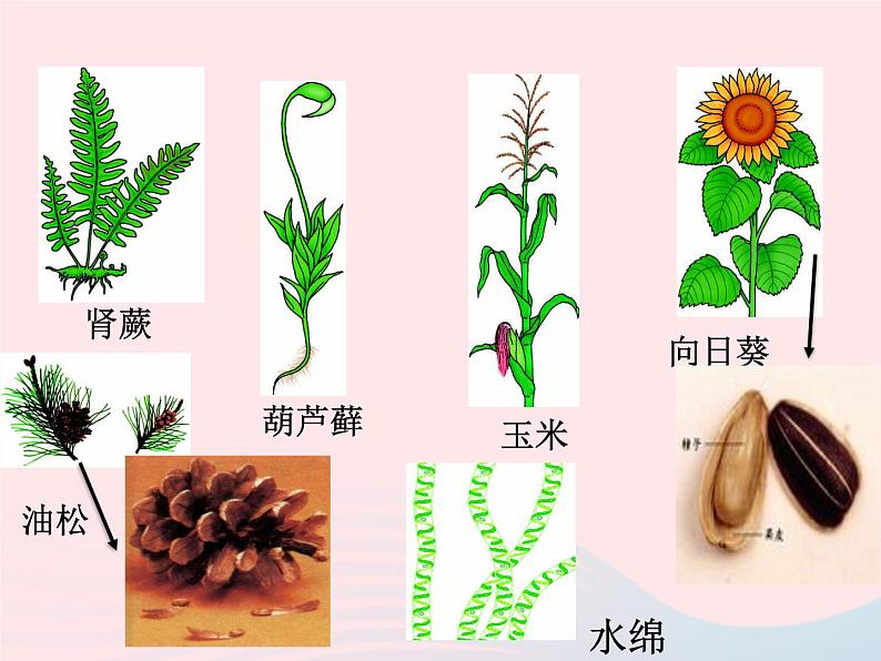 2022人教版八年级生物上册第六单元生物的多样性及其保护第一章根据生物的特征进行分类第一节尝试对生物进行分类课件1第7页