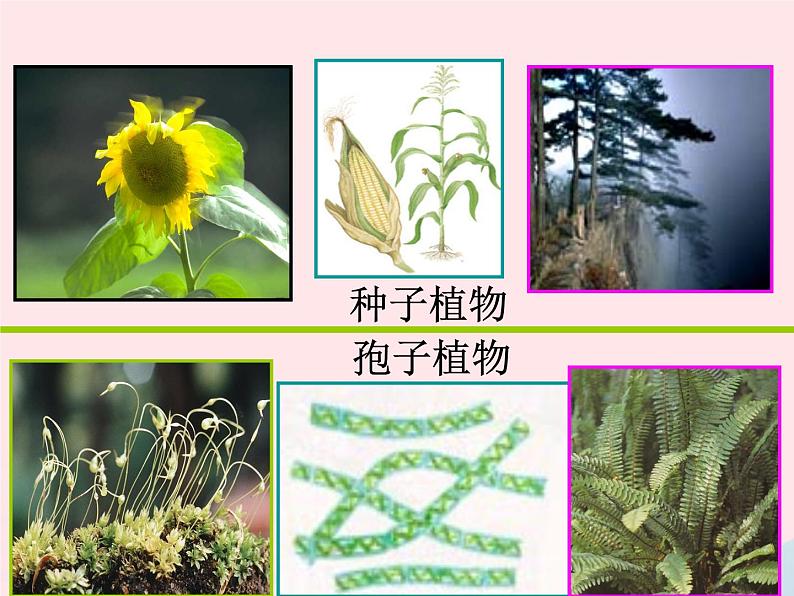 2022人教版八年级生物上册第六单元生物的多样性及其保护第一章根据生物的特征进行分类第一节尝试对生物进行分类课件1第8页