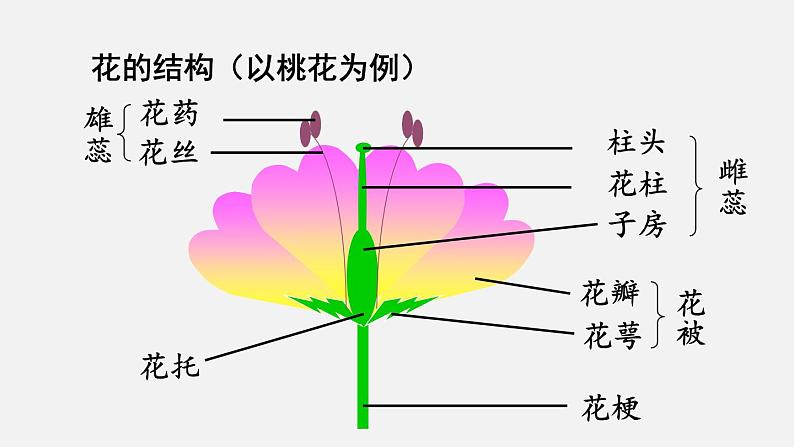 人教版八年级生物下册课件 第七单元 第一章 第一节 植物的生殖05