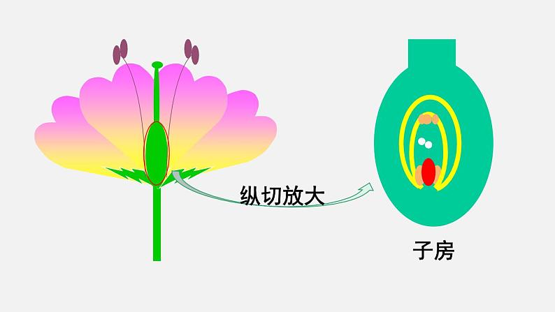 人教版八年级生物下册课件 第七单元 第一章 第一节 植物的生殖06