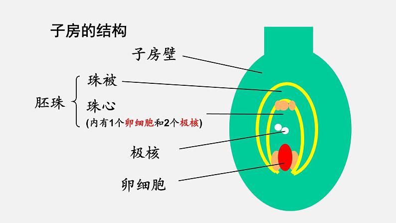 人教版八年级生物下册课件 第七单元 第一章 第一节 植物的生殖07