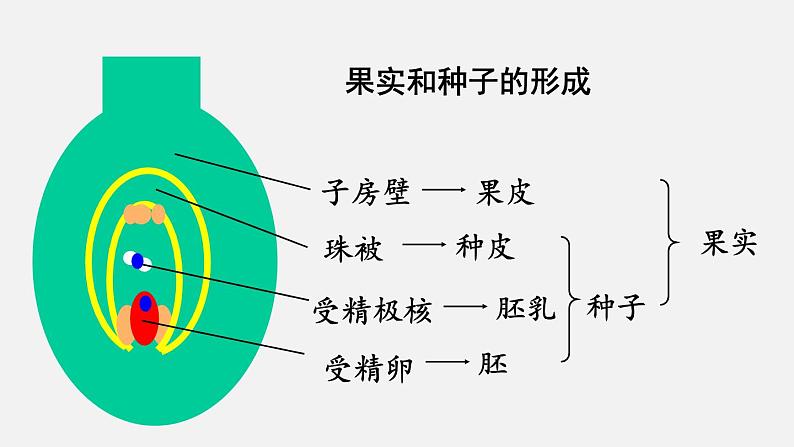 人教版八年级生物下册课件 第七单元 第一章 第一节 植物的生殖08