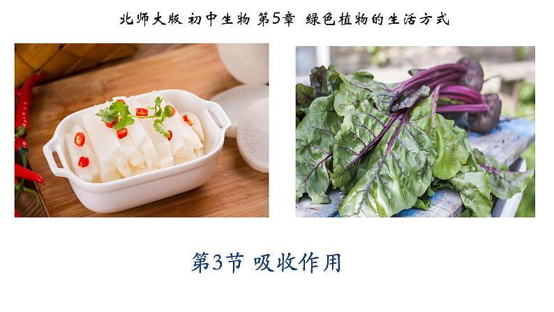 北师大版5.3 吸收作用 课件01