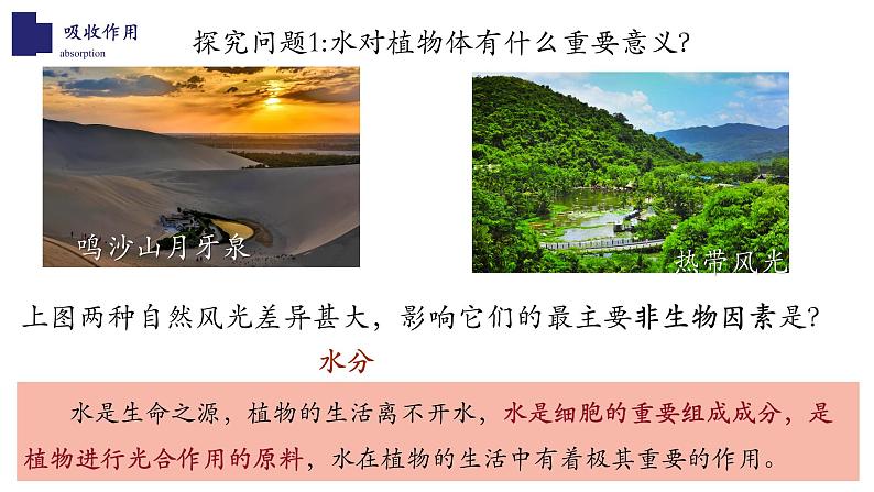 北师大版5.3 吸收作用 课件03