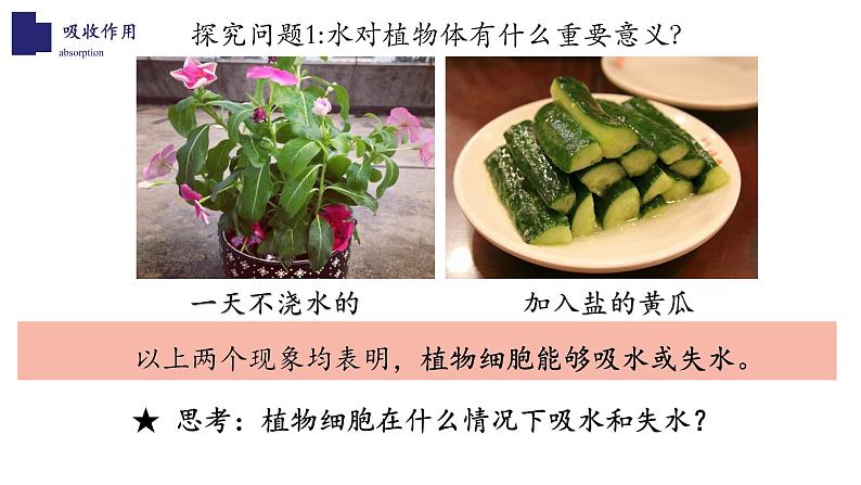 北师大版5.3 吸收作用 课件04