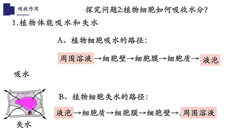 北师大版5.3 吸收作用 课件06