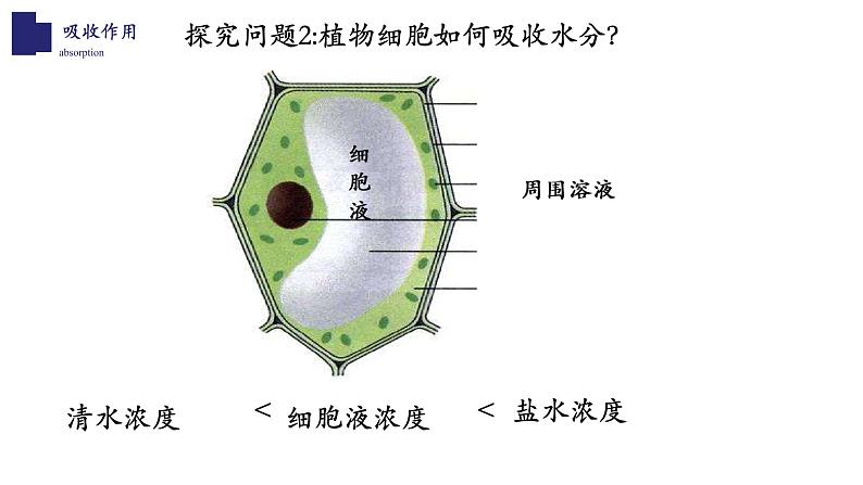 北师大版5.3 吸收作用 课件07