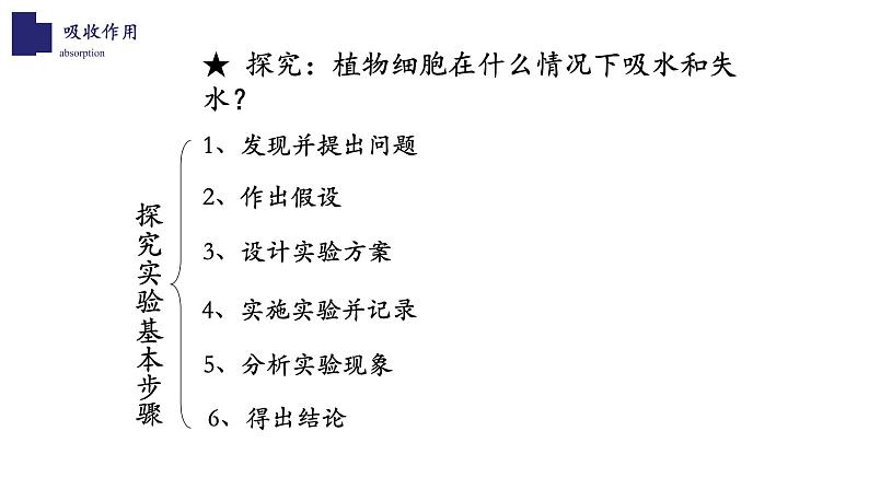 北师大版5.3 吸收作用 课件08