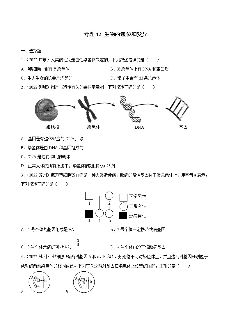 专题12 生物的遗传和变异-三年(2020-2022)中考生物真题分项汇编(全国通用)(原卷版)第1页
