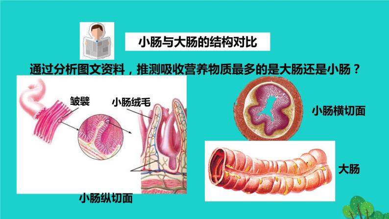 人教版七年级生物下册第4单元生物圈中的人第2章人体的营养第2节消化和吸收第2课时营养物质的吸收2课件04