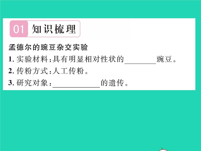 2022八年级生物下册第七单元生物圈中生命的延续和发展第二章生物的遗传与变异第三节基因的显性和隐性第1课时孟德尔的豌豆杂交实验习题课件新版新人教版02