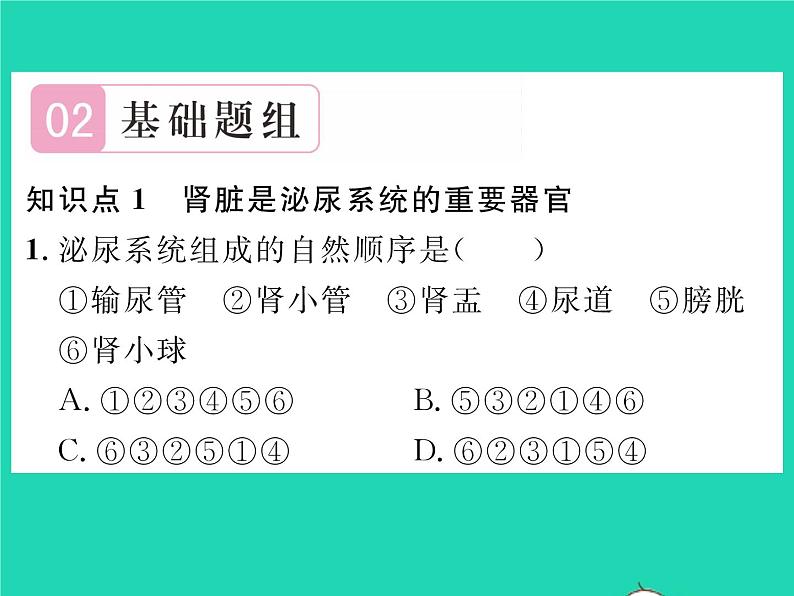 2022七年级生物下册第11章人体代谢废物的排出第2节尿的形成与排出习题课件新版北师大版第6页