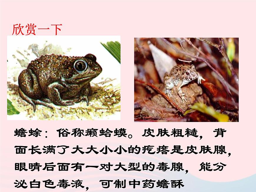 2022八年級生物上冊第一章動物的主要類群第五節(jié)兩棲動物和爬行動物教學(xué)課件1新版新人教版第3頁