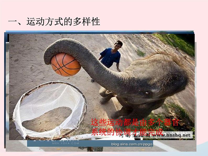 2022八年级生物上册第二章动物的运动和行为第一节动物的运动教学课件新版新人教版03