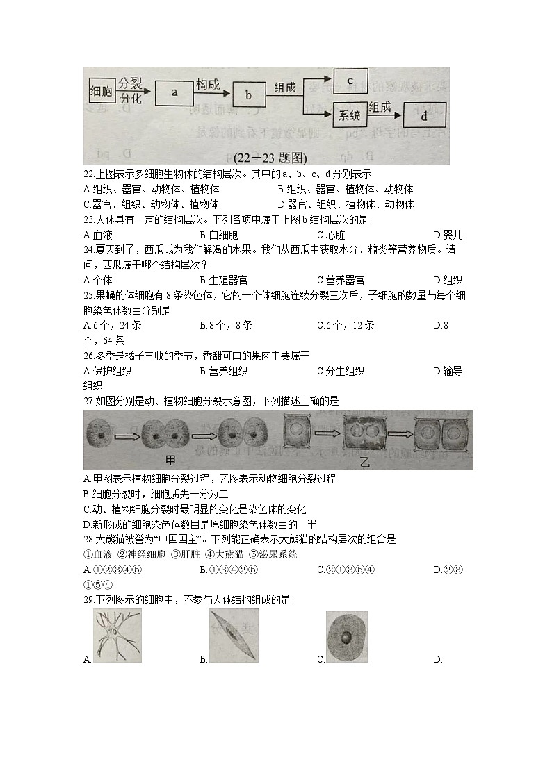 广东省揭阳市揭东区2022-2023学年七年级上学期期中生物试题(含答案)03