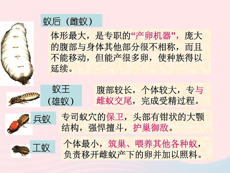 2022八年级生物上册第二章动物的运动和行为第三节社会行为教学课件新版新人教版05