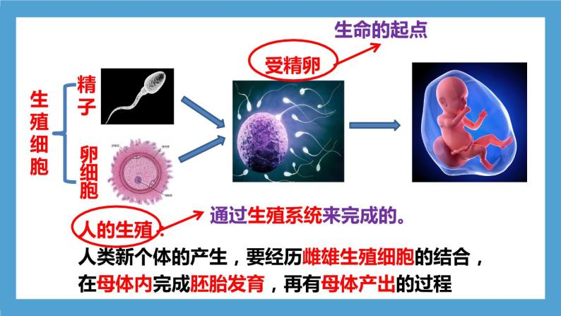 4.1.2《人的生殖》课件+教案+习题07